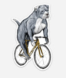 Vinyl Sticker - SINGLE - Pit Bull
